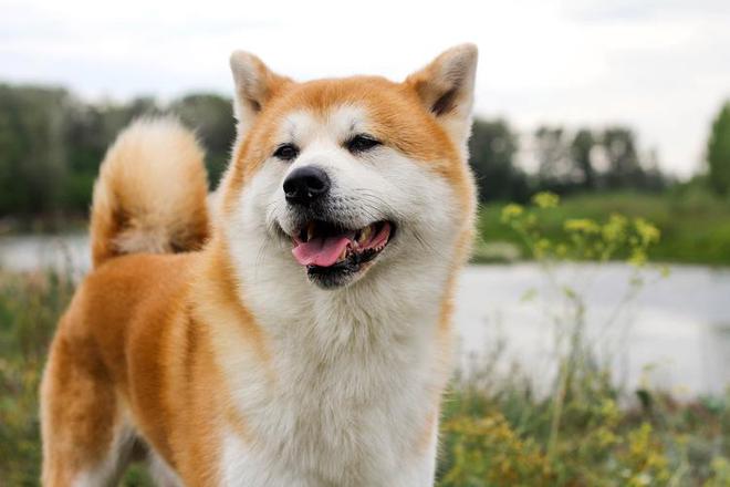 秋田犬吃什么狗粮好？1分钟学会选狗粮记得收藏！(图6)
