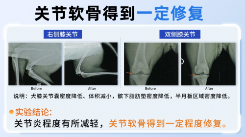 九游官网入口：宠物软骨素是智商税？MAG联合南农大用实验数据说话(图1)