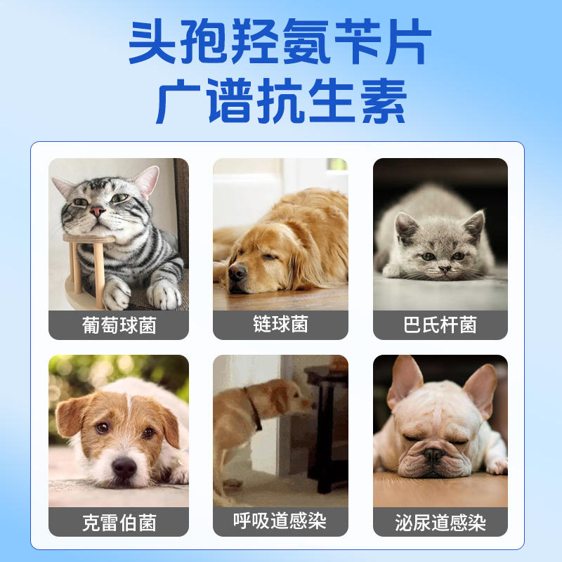 九游官网入口：宠物坐高铁也是一种“宠”客之道(图1)