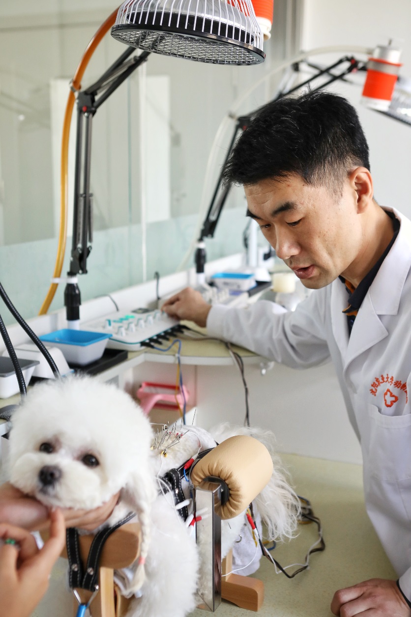 宠物诊疗新标准发布：北京论坛聚焦未来宠物健康(图1)