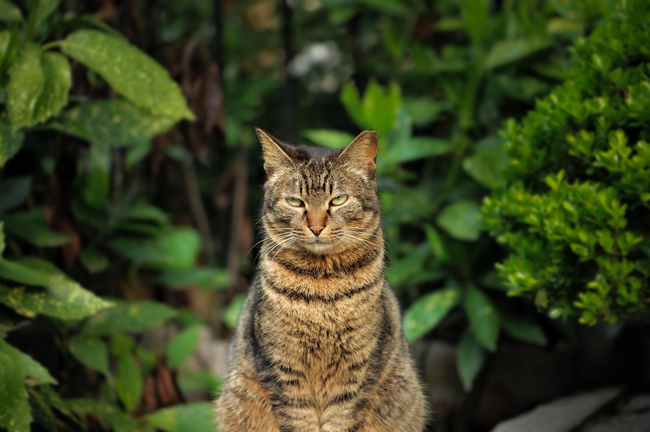 猫薄荷逗猫棒