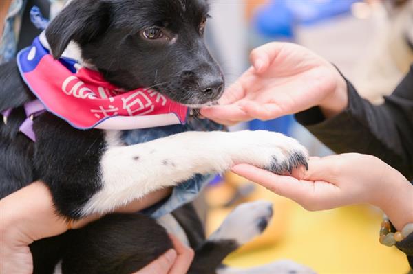 九游体育：戴森发布《中国养宠家庭健康清洁电器白皮书》 助力构建健康舒适的“宠爱家”(图5)