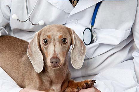 九游体育：资质不全 收费混乱 宠物医疗市场“野蛮生长”调查(图1)