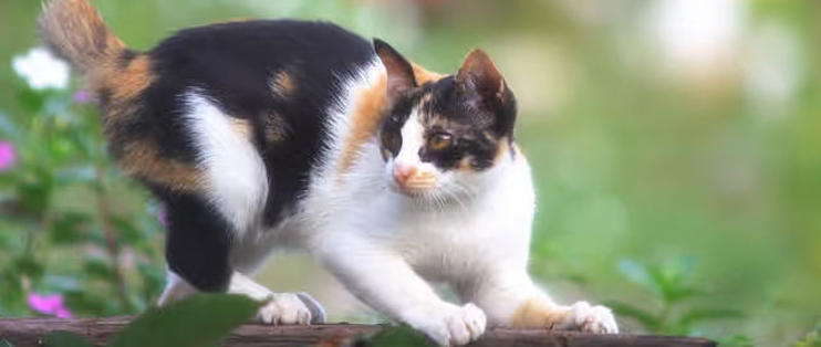 九游app：健康饲养宠物是很重要的(图2)