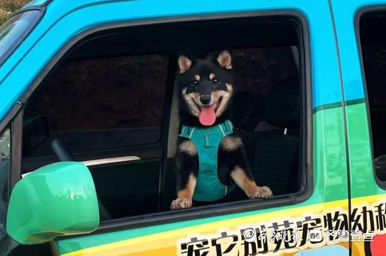 “五一”小长假带火宠物寄养济南有商家日收费近千元_今日头条_大众网(图2)