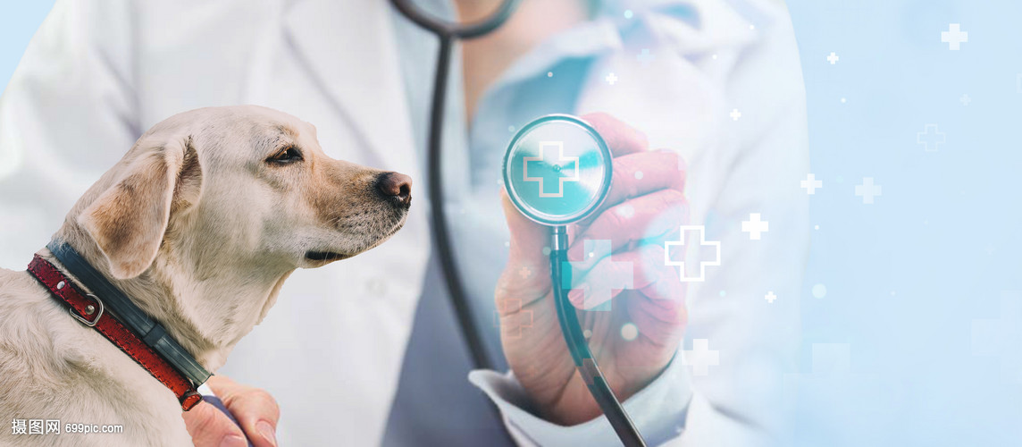 如何判断狗的健康状况(图1)