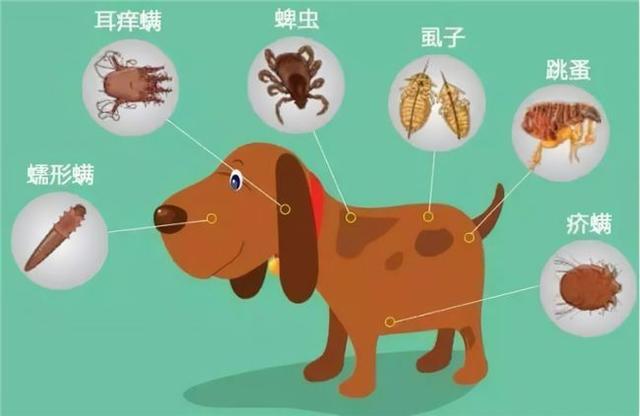 善待宠粮秋季养宠提醒：宠物肠道健康决定一切(图3)