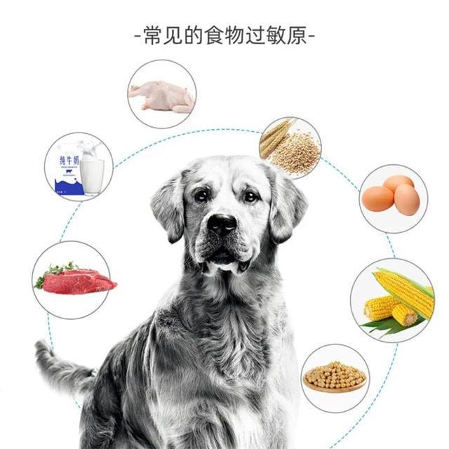 善待宠粮秋季养宠提醒：宠物肠道健康决定一切(图4)