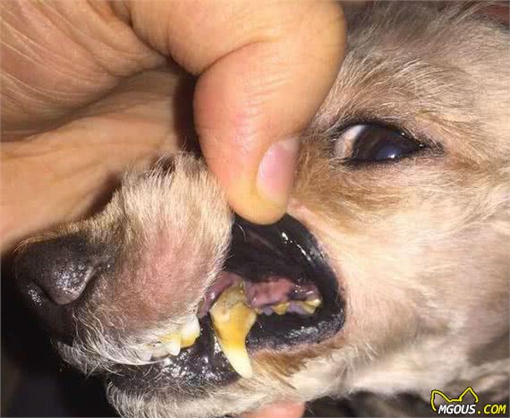 九游官网入口：养狗小知识：狗狗是否健康就看这5点(图6)