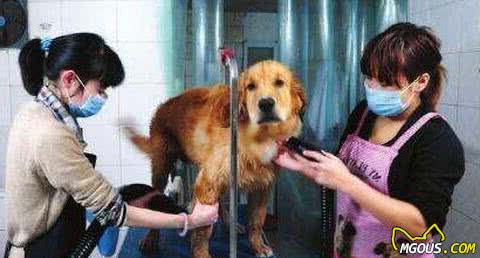 九游官网入口：养狗小知识：狗狗是否健康就看这5点(图5)