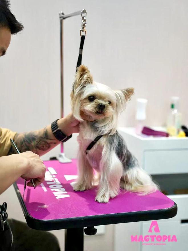 九游体育：对话Wagtopia：基于宠物人们自然生长出社群(图4)