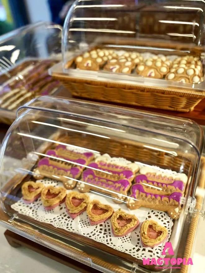 九游体育：对话Wagtopia：基于宠物人们自然生长出社群(图1)