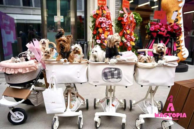 九游体育：对话Wagtopia：基于宠物人们自然生长出社群(图9)