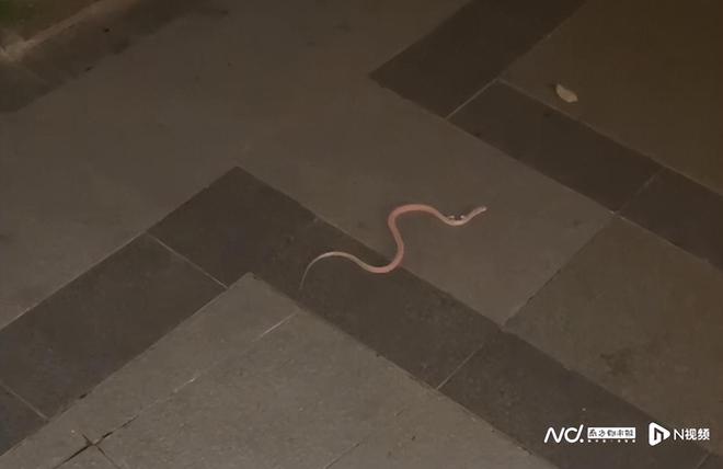 九游官网入口：25楼住户养百条宠物蛇！业主恐慌报警公安、林业部门等介入(图3)