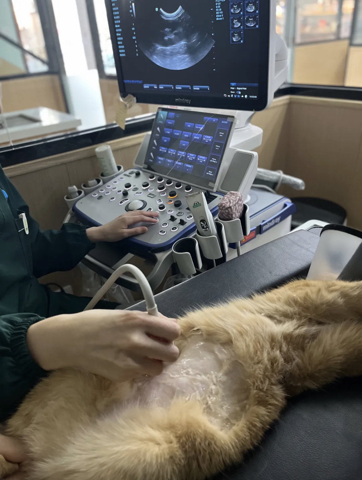 九游app：游戏攻略猫咪怎么玩视频如何让猫咪爱上玩游戏？揭秘与视频的完美结合(图1)