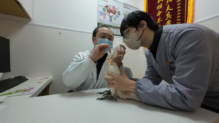 关注宠物经济｜宠物医疗为何频现“糊涂账”？(图1)
