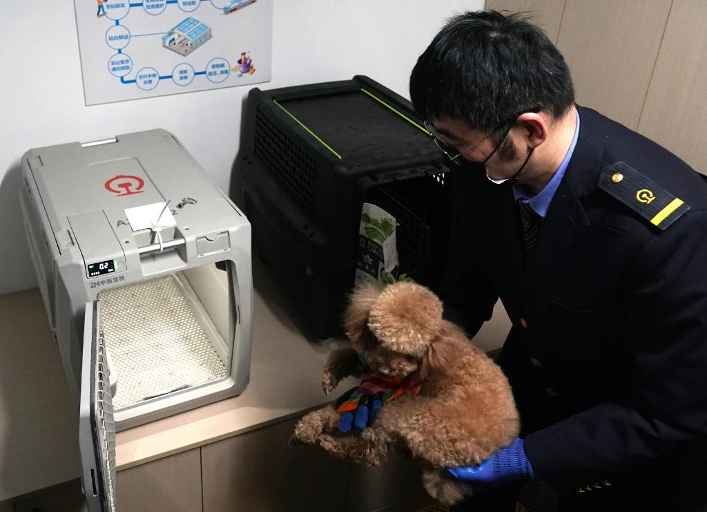 新华视点·关注宠物经济丨带宠物出行如何更友好？(图1)