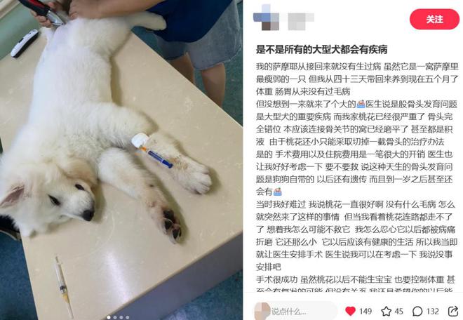 这届铲屎官每年花上万元给宠物“养生保健”(图2)