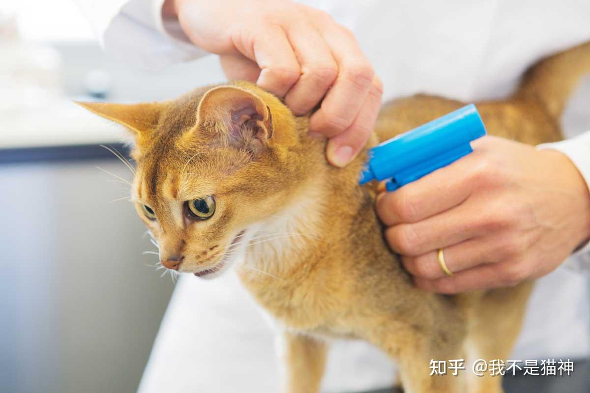 宠物托运 深圳北也可办(图1)