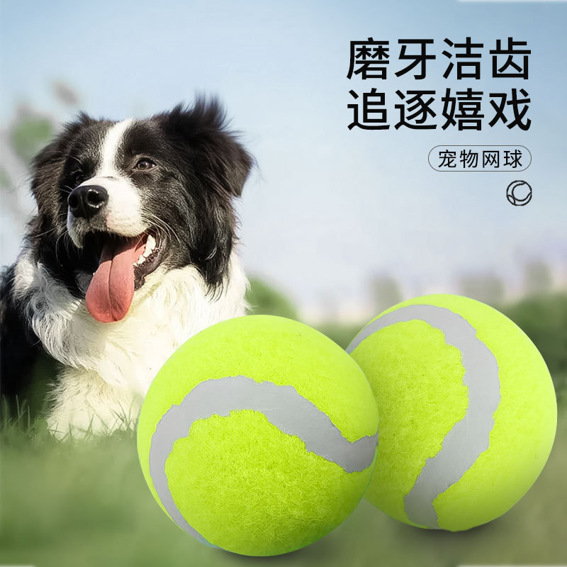 全国首个！“宠物”本科专业来了和兽医不一样！(图1)