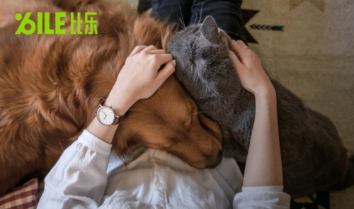 精细化健康监测+比乐老年宠粮解锁老年犬健康密码(图1)