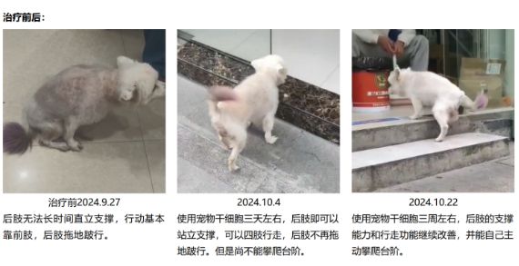 九游体育：神奇毛侠宠物干细胞毛孩子的保护侠(图1)