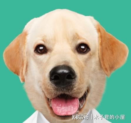 九游官网入口：拉布拉多吃什么狗粮好？怎么选合拉布拉多专属狗粮？(图1)