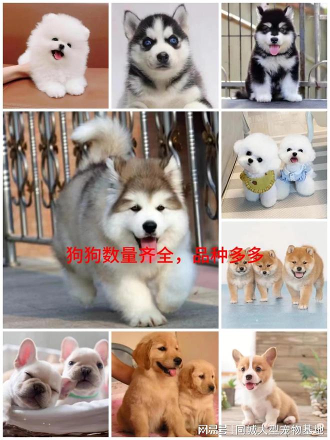 九游体育：温州最大的宠物市场在哪里？这里安全可靠能挑选心仪的宠物哦(图3)