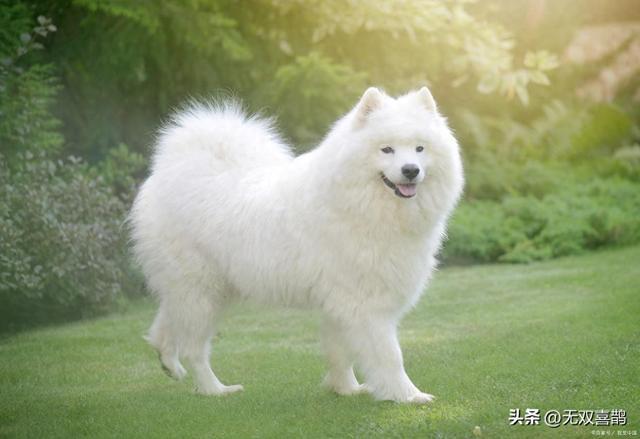 f萨摩耶能吃草莓吗？这些细节你得门儿清！(图1)