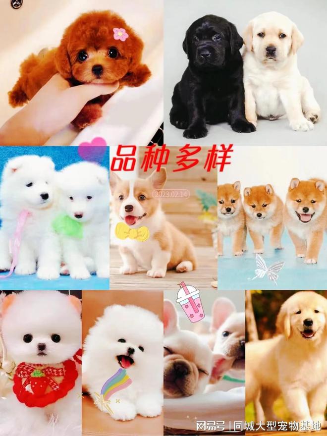 九游体育：无锡哪里买宠物靠谱安全？这里有你想要的还能亲自挑选宠物哦(图3)
