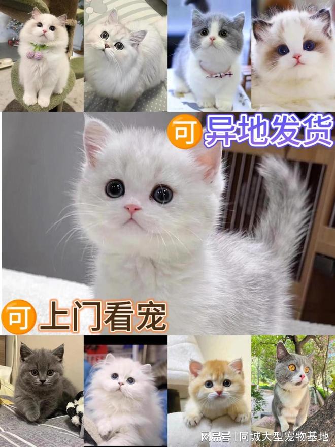 九游体育：无锡哪里买宠物靠谱安全？这里有你想要的还能亲自挑选宠物哦(图2)