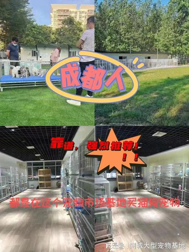 成都哪里卖宠物猫狗的选择性多？这里专业安全可亲自挑选宠物(图1)