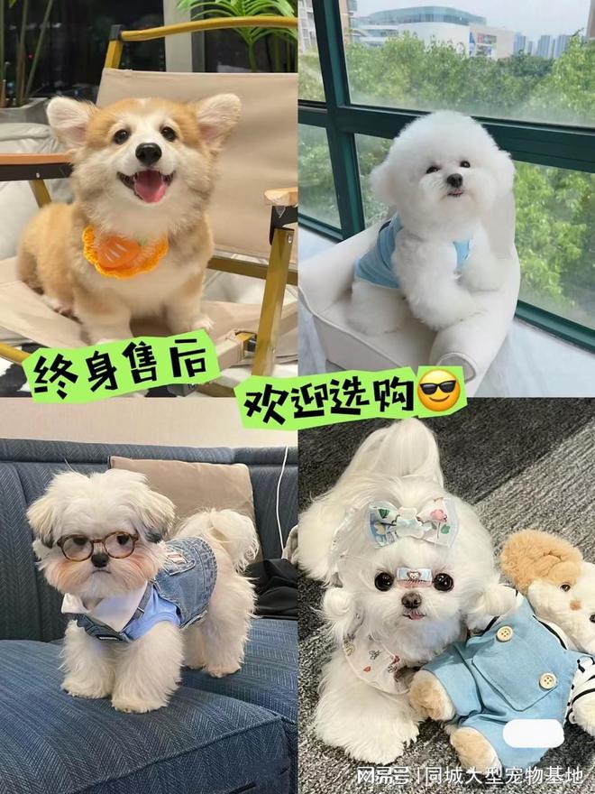 成都哪里卖宠物猫狗的选择性多？这里专业安全可亲自挑选宠物(图3)