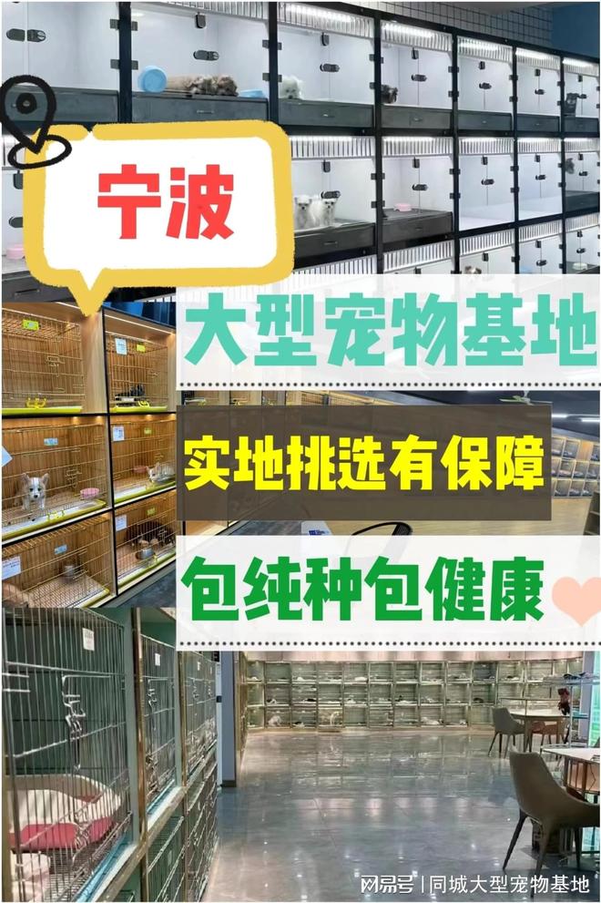 九游app：宁波买狗买猫的地方在哪里？安全可靠可实体店挑选心仪的宠物(图1)