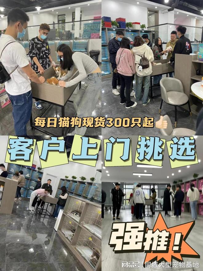 九游体育：天津哪里有正规宠物基地？包你安心能当面挑选自己心仪的宠物(图4)