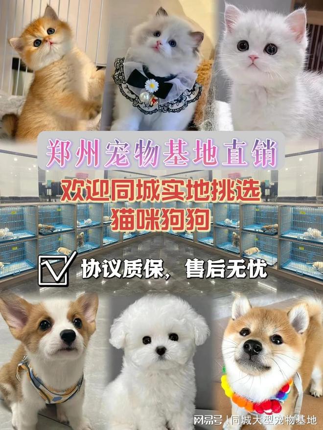九游体育：郑州最大的宠物市场在哪里？这里安全可靠能挑选心仪的宠物哦(图1)