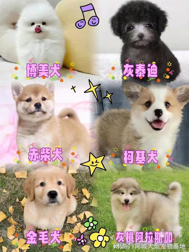 义乌哪里有正规宠物基地？包你安心能当面挑选自己心仪的宠物(图4)