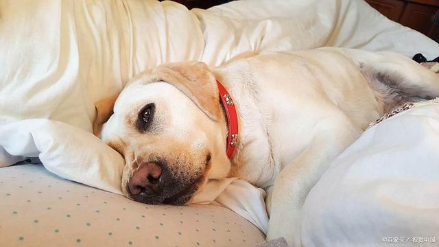 I狗狗身上长癣怎么办？止痒+断根+防复发全攻略(图4)