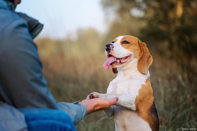 给爱犬绝育健康与行为管理的双重保障(图1)
