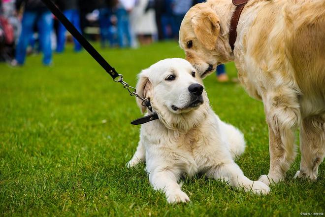 给爱犬绝育健康与行为管理的双重保障(图3)