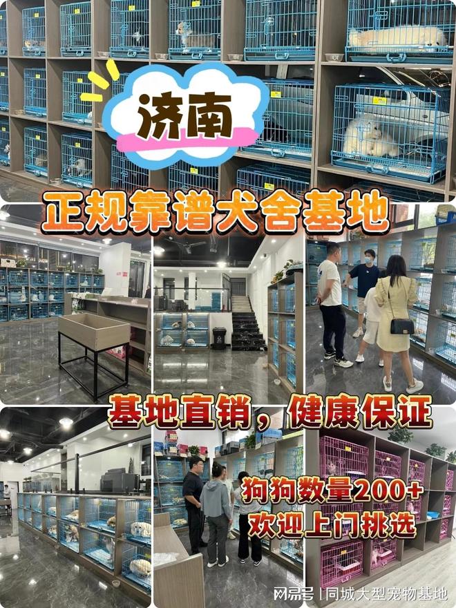 九游app：济南哪里卖宠物猫狗的选择性多？这里专业安全可亲自挑选宠物(图1)