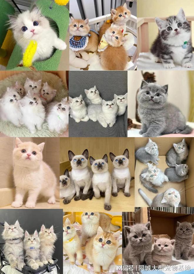 九游app：济南哪里卖宠物猫狗的选择性多？这里专业安全可亲自挑选宠物(图3)