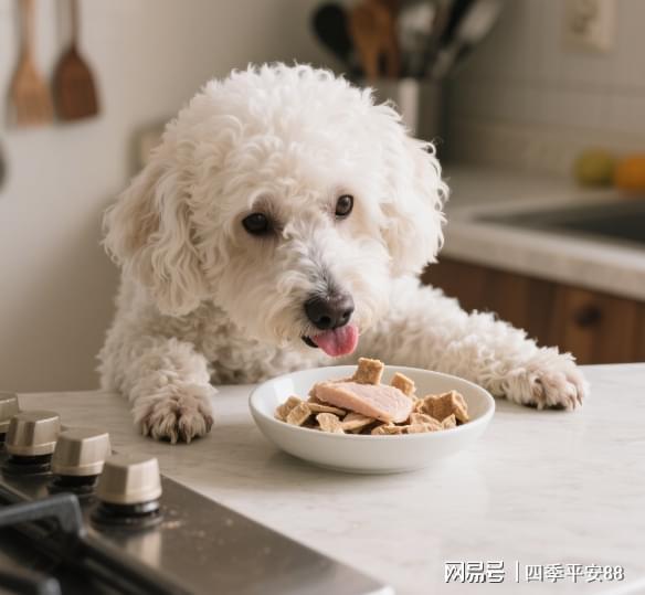 为什么凯锐思是贵宾犬种专用狗粮？呵护肠胃效果怎么样？(图2)