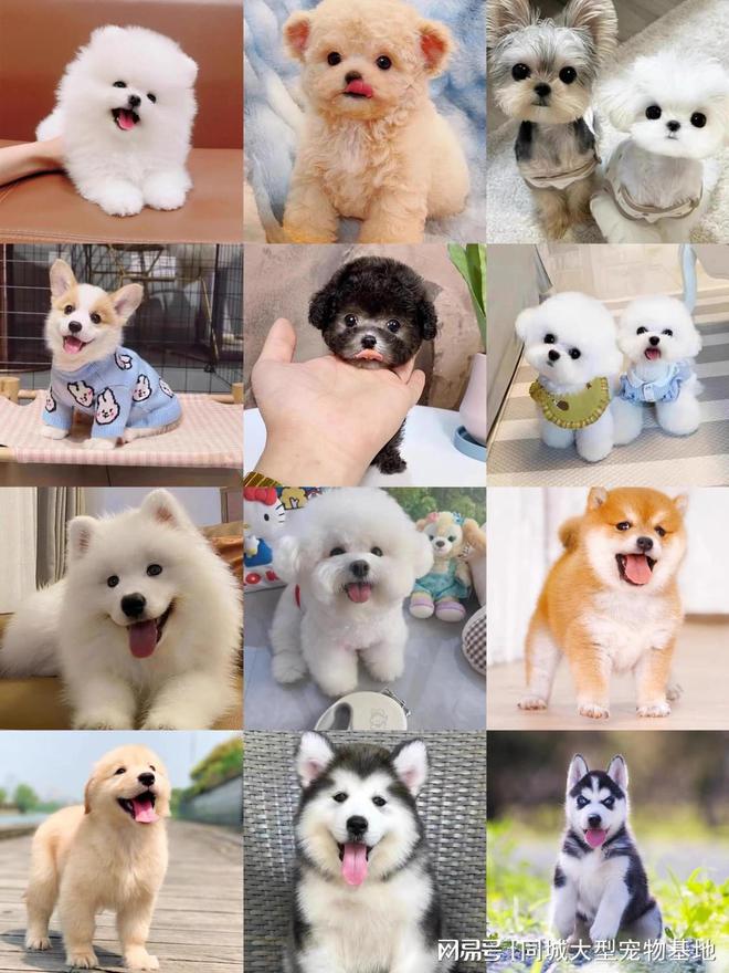 厦门哪里可以买宠物猫狗？这里买宠物放心还能去实体店挑选(图2)