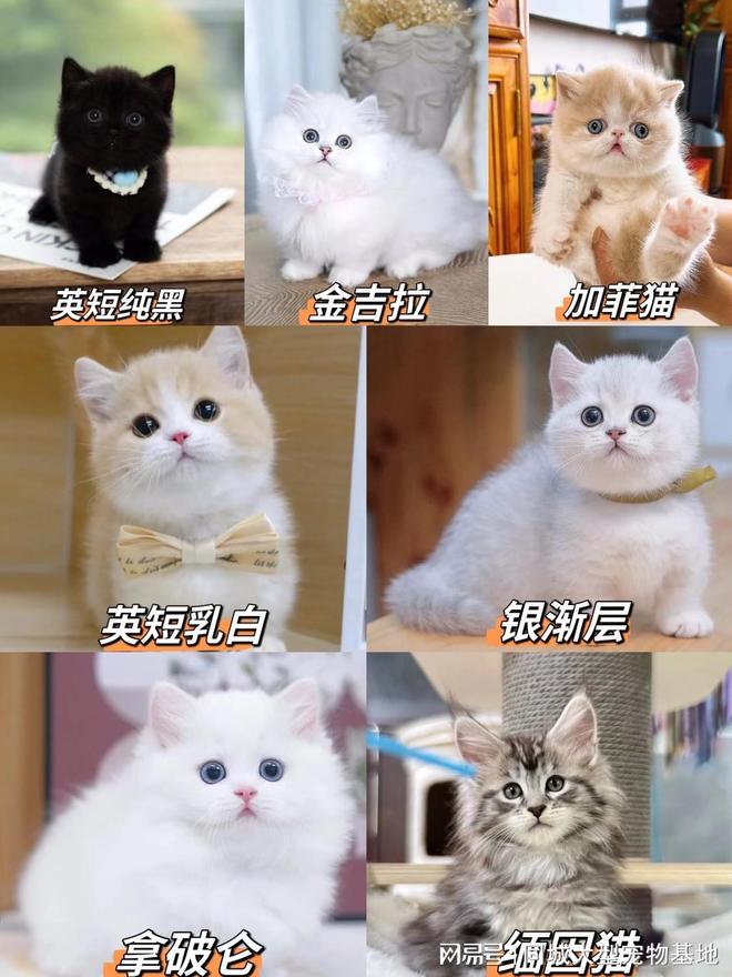 厦门哪里可以买宠物猫狗？这里买宠物放心还能去实体店挑选(图3)