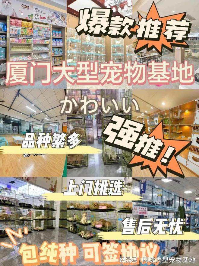 厦门哪里可以买宠物猫狗？这里买宠物放心还能去实体店挑选(图1)