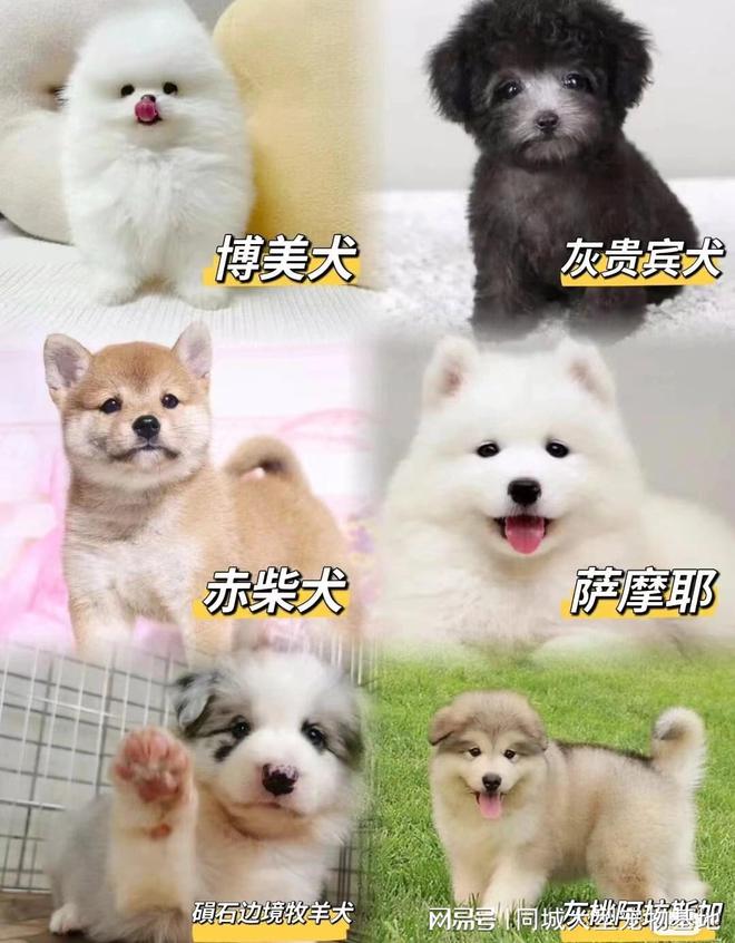 北京哪里有正规宠物基地？包你安心能当面挑选自己心仪的宠物(图2)