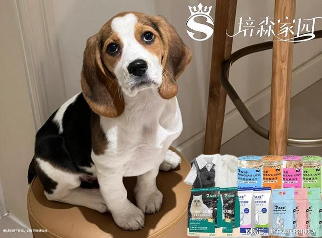 史努比同款比格犬到底有多绝？(图1)