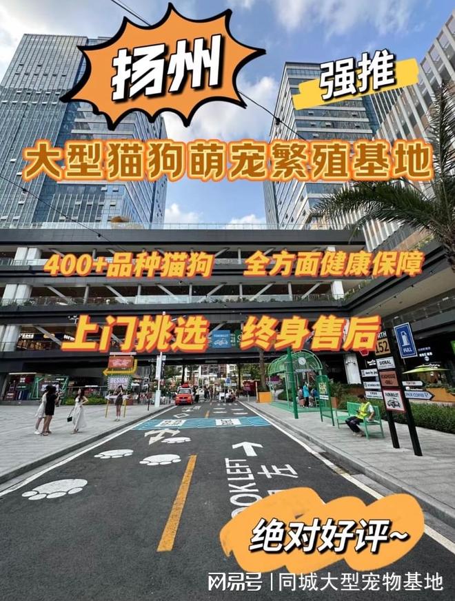 扬州宠物猫狗哪里买靠谱？这里安全可靠还能实地选宠物不虚此行(图1)