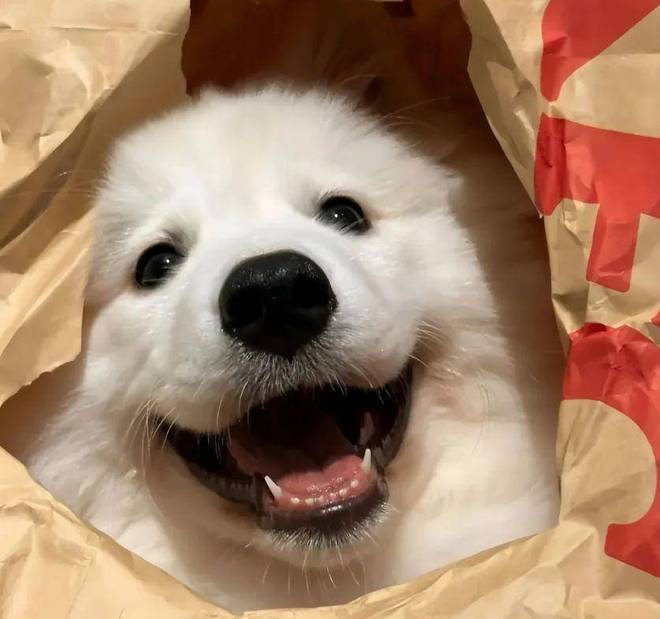 狗粮优选：2025 养出亮泽美毛(图1)